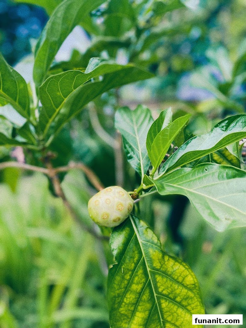 Urban Farm  Funan image 15