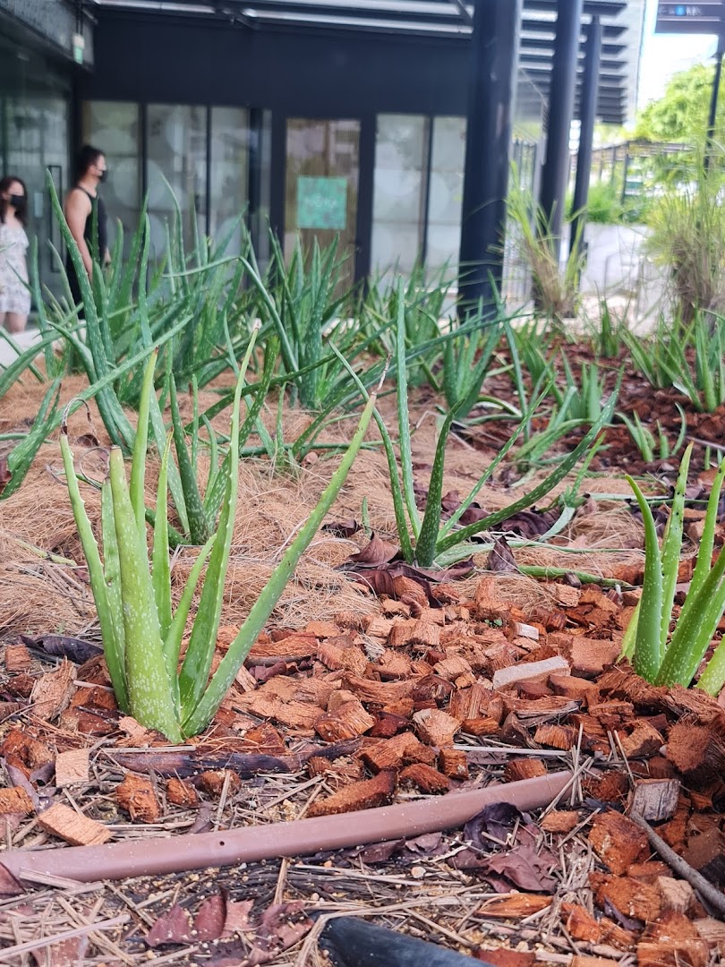 A close-up of lush aloe vera plants growing in a mulched garden bed outside Urban Farm Funan.