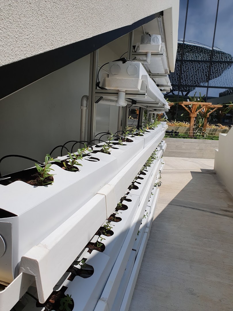 A close-up of a vertical hydroponic farm with young plants under grow lights.