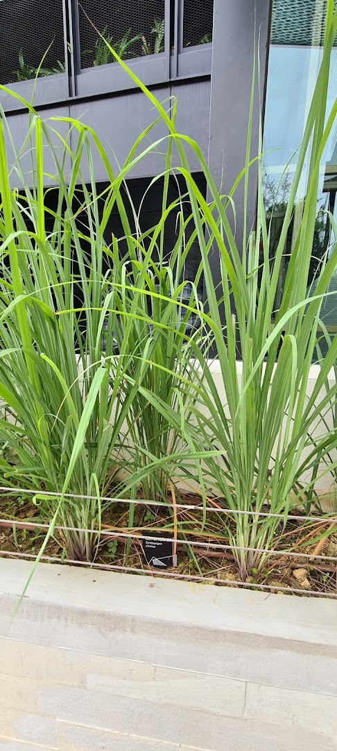 Vibrant green lemongrass plants thrive in a planter at Urban Farm Funan.