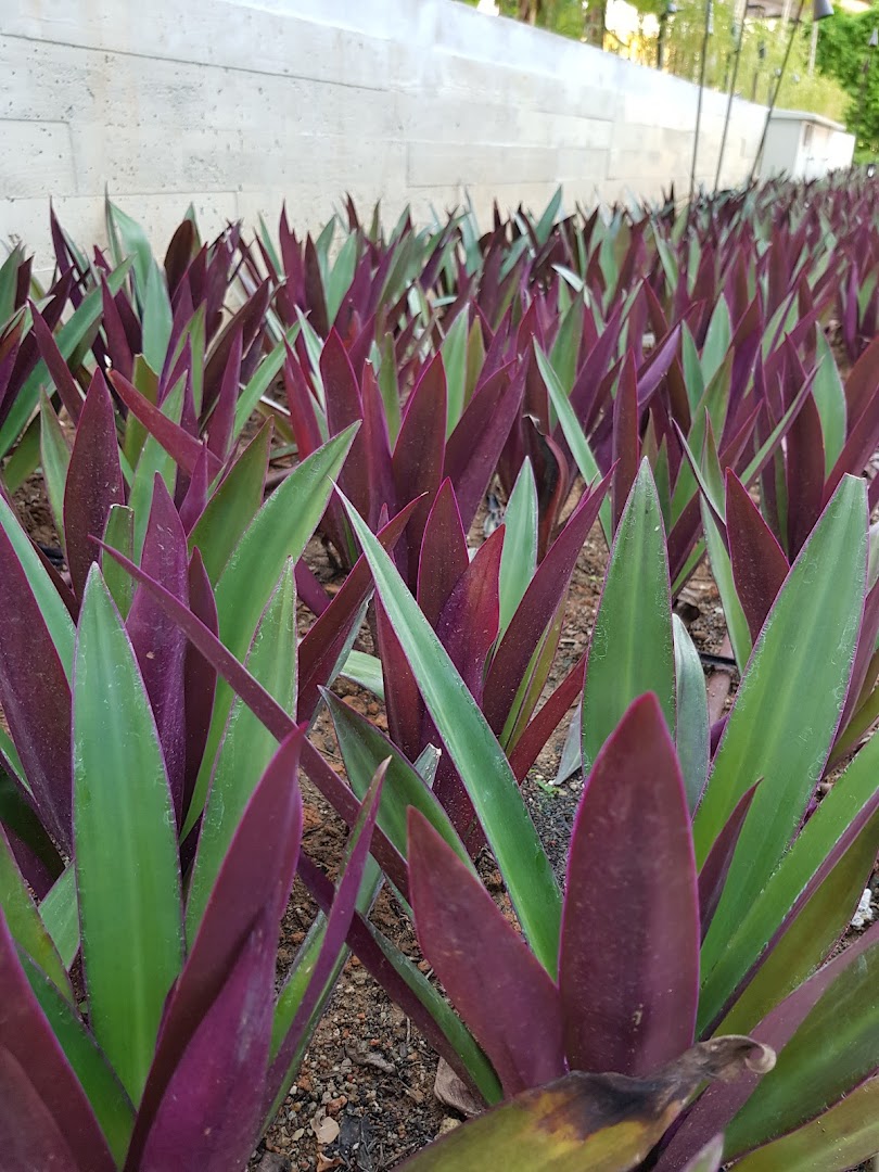A vibrant bed of green and purple plants, showcasing lush urban greenery.