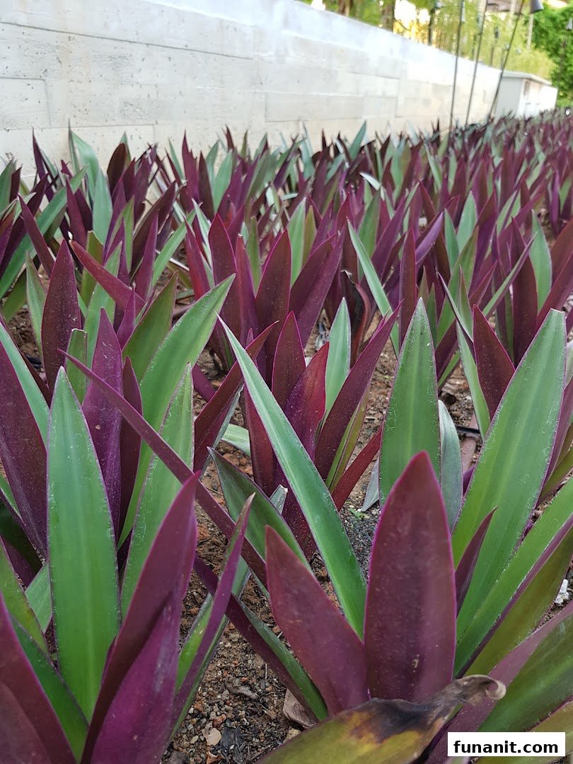 A vibrant bed of green and purple plants, showcasing lush urban greenery.