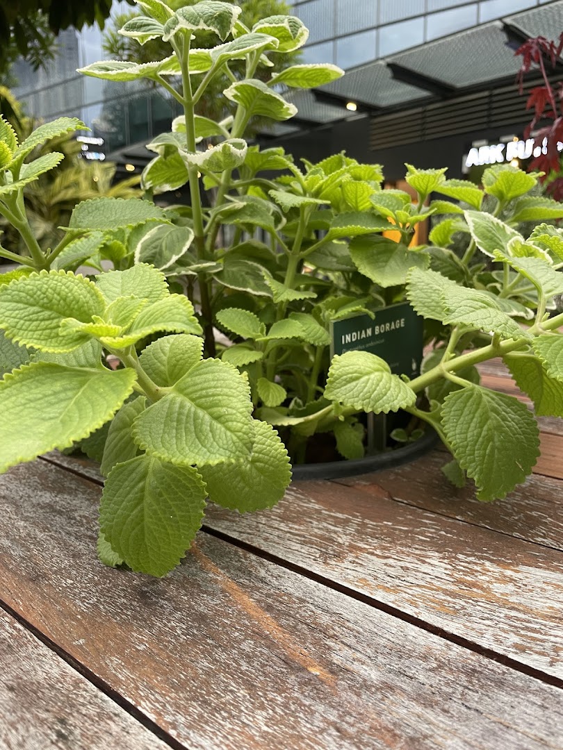 Urban Farm  Funan image 28
