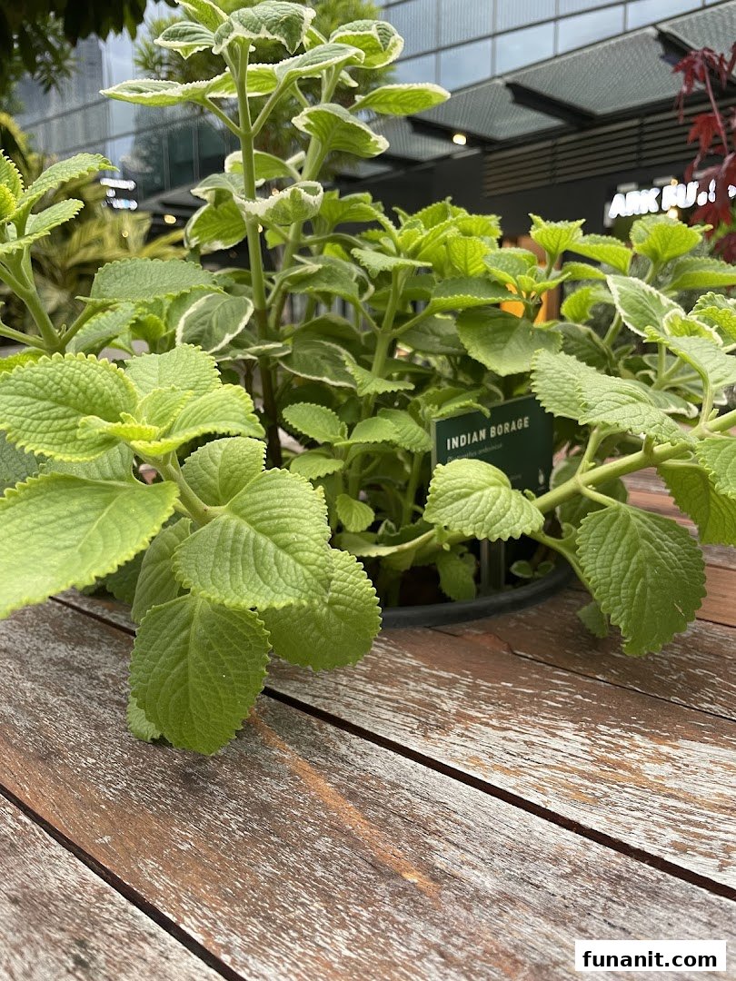 Urban Farm  Funan image 28
