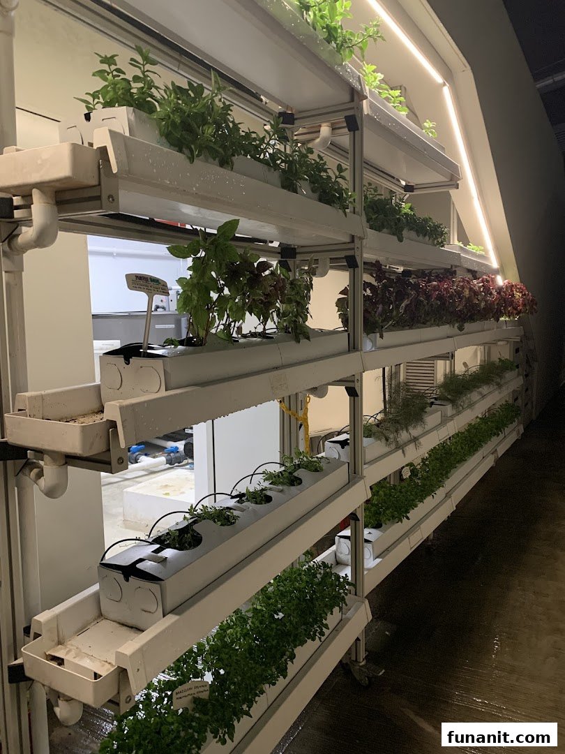 Vertical hydroponic racks display various fresh herbs and greens at Urban Farm Funan.