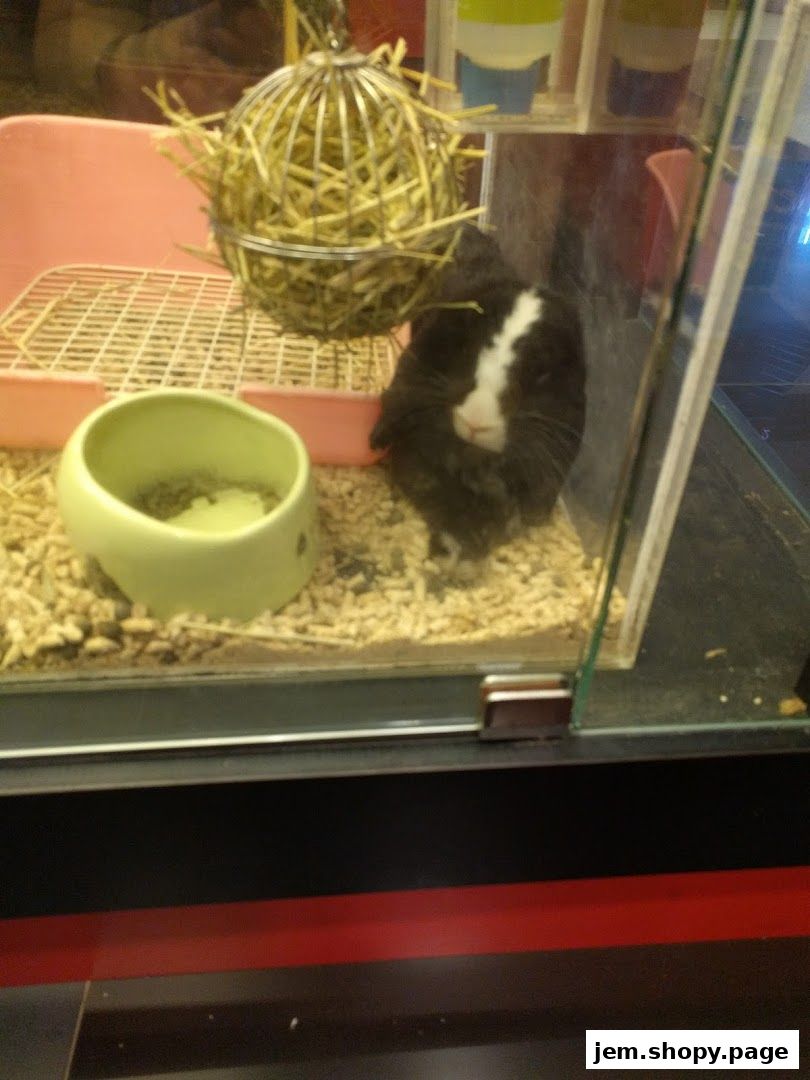 A guinea pig sits in its enclosure with a hay feeder and food bowl.
