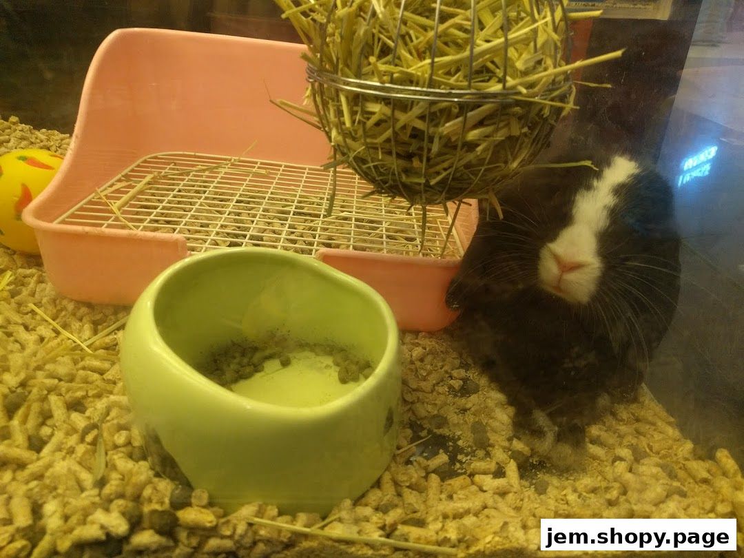 A cute rabbit sits in its enclosure with a hay feeder and food bowl.