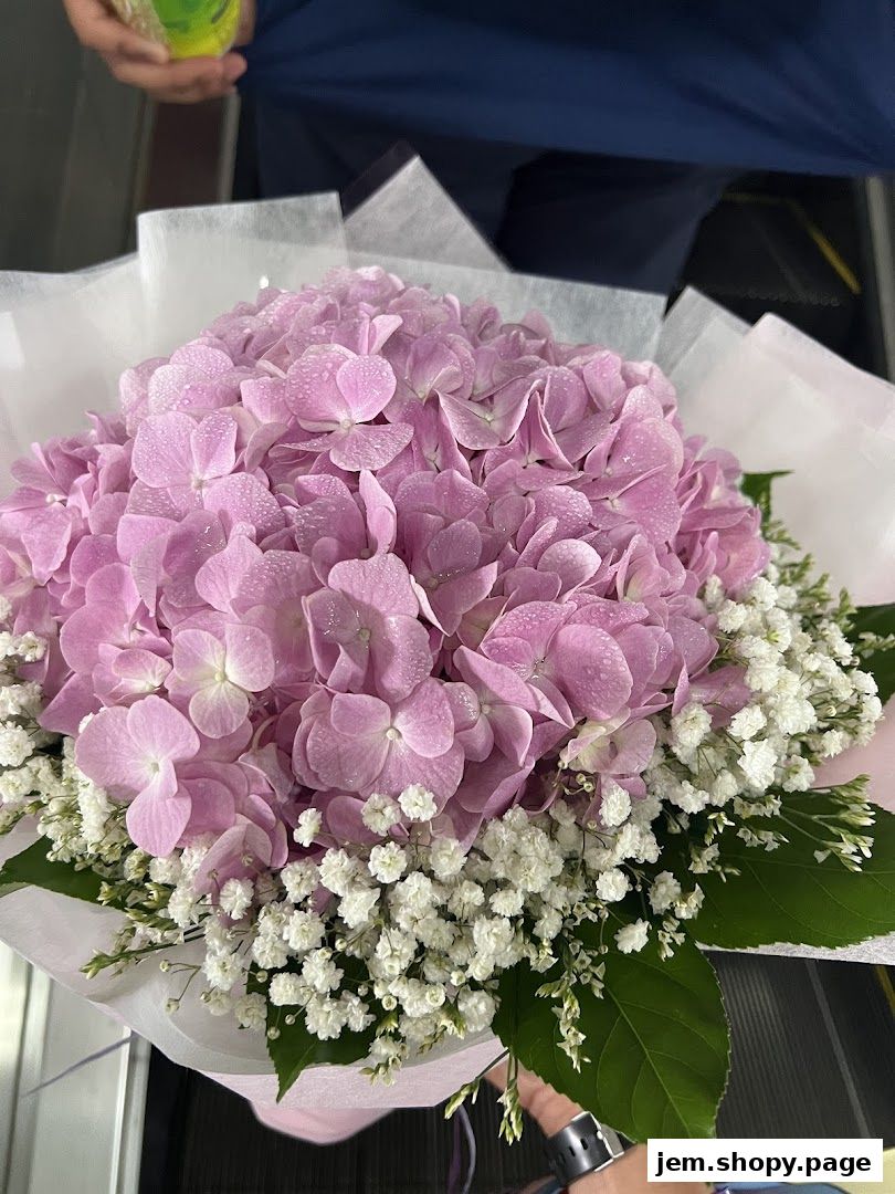 A beautiful bouquet of pink hydrangeas and baby's breath, elegantly wrapped.