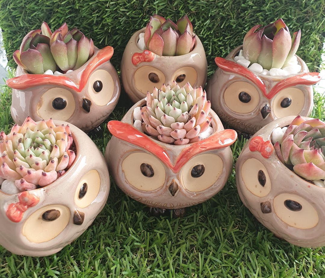 Six charming succulent plants in adorable owl-shaped ceramic pots on artificial grass.