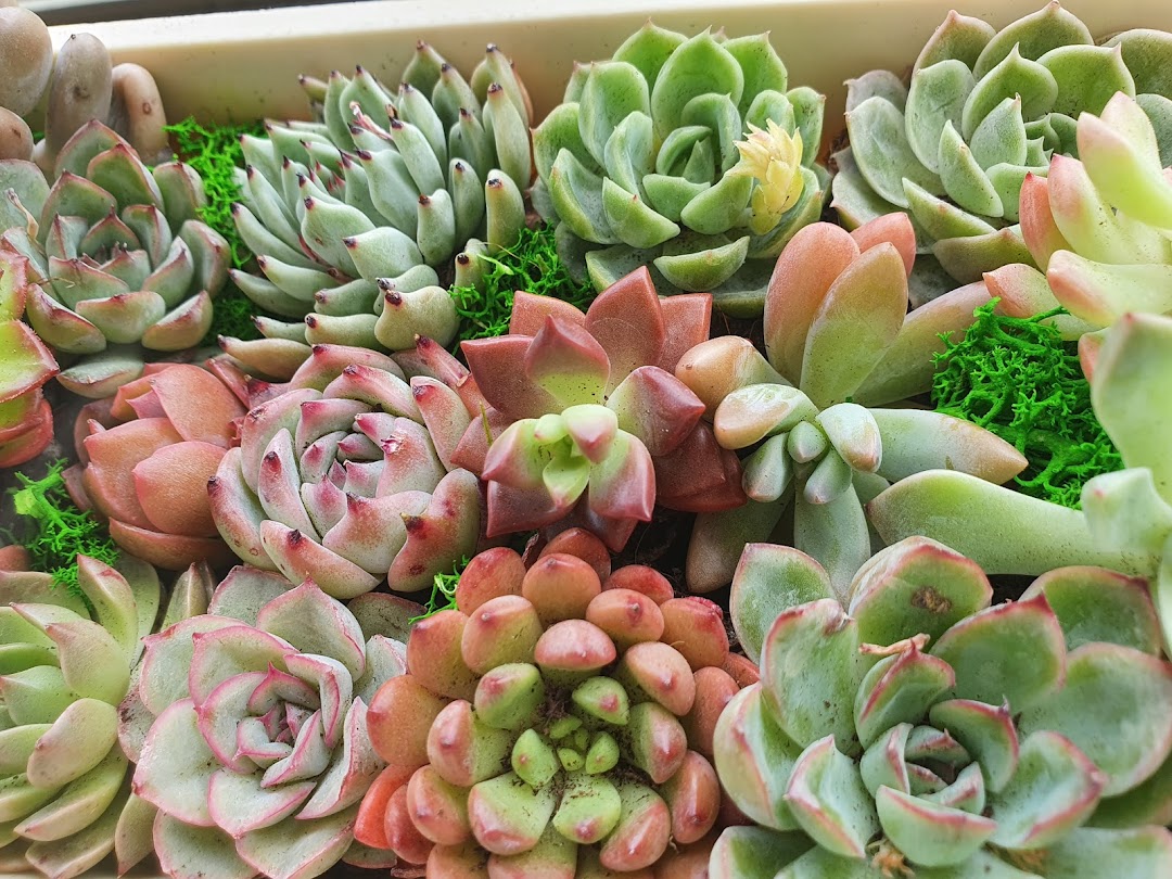 A vibrant close-up of various colorful succulents and small plants arranged in a display.