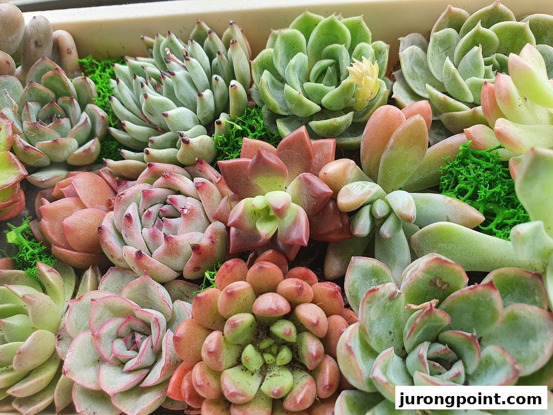 A vibrant close-up of various colorful succulents and small plants arranged in a display.