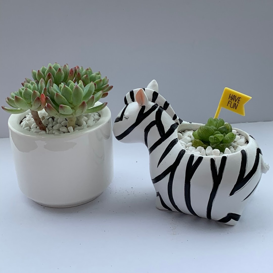 Two charming potted succulents, one in a classic white pot and another in a playful zebra-shaped planter.