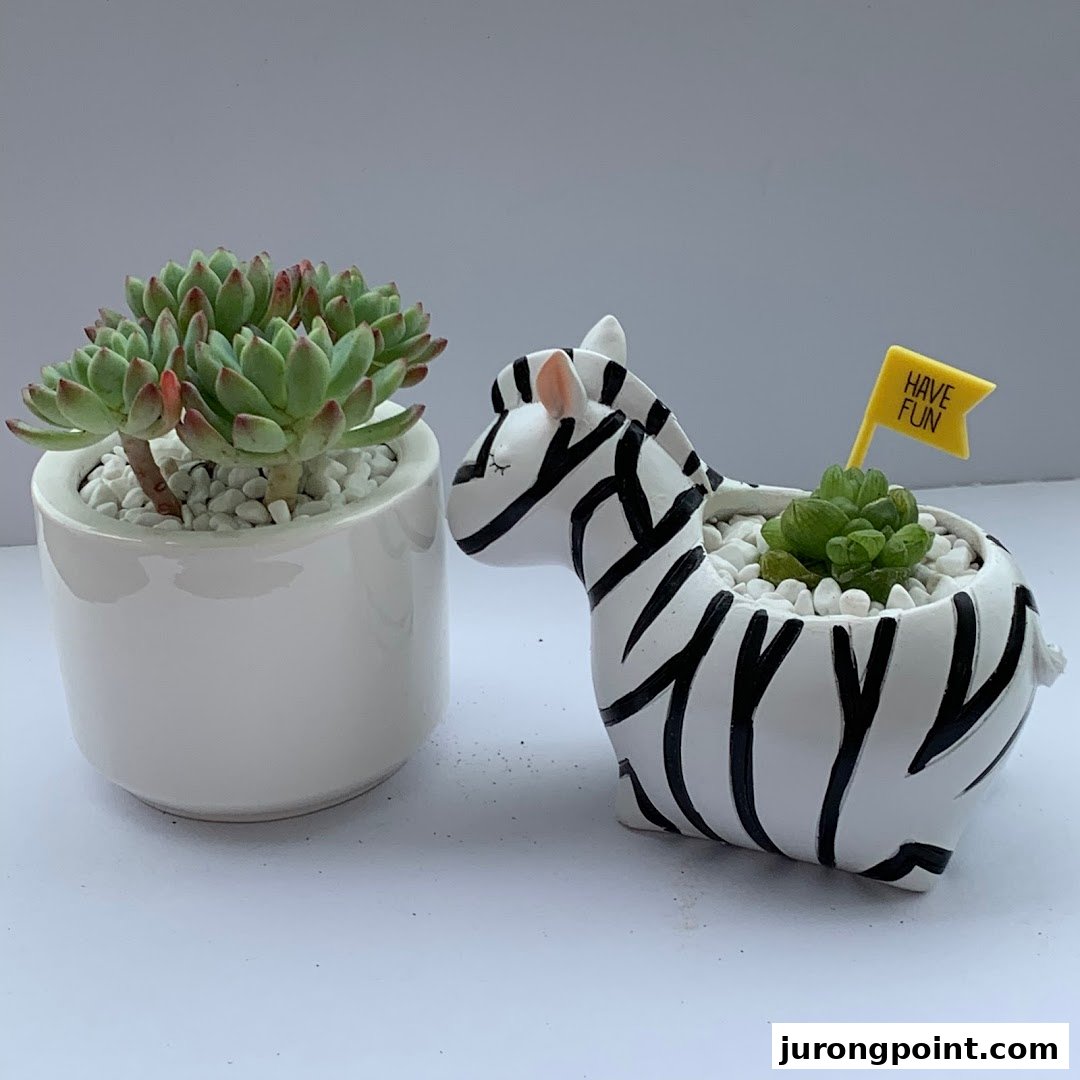 Two charming potted succulents, one in a classic white pot and another in a playful zebra-shaped planter.