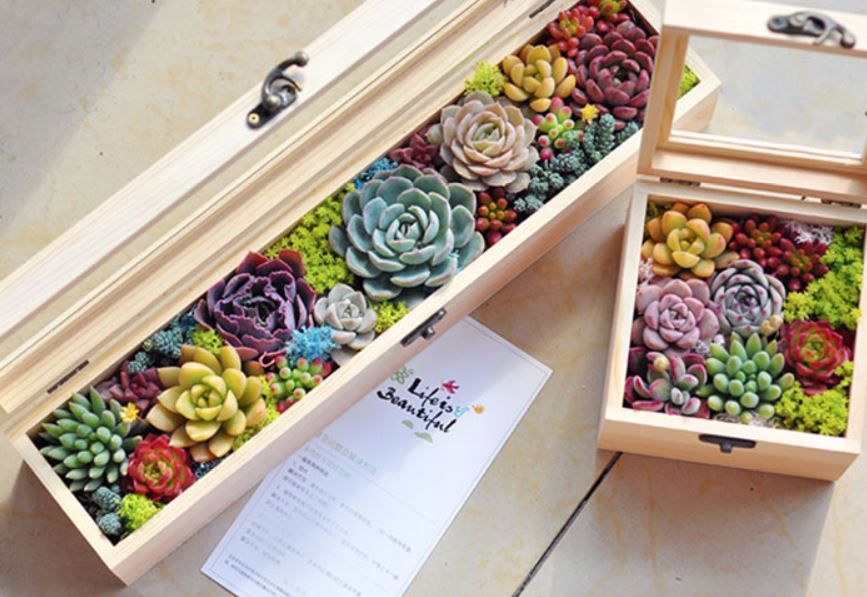 Two wooden boxes filled with vibrant, diverse succulent arrangements, perfect for home decor or gifts.
