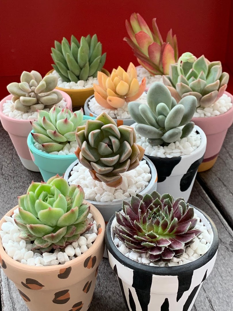 A vibrant collection of potted succulents in decorative planters with white pebbles.