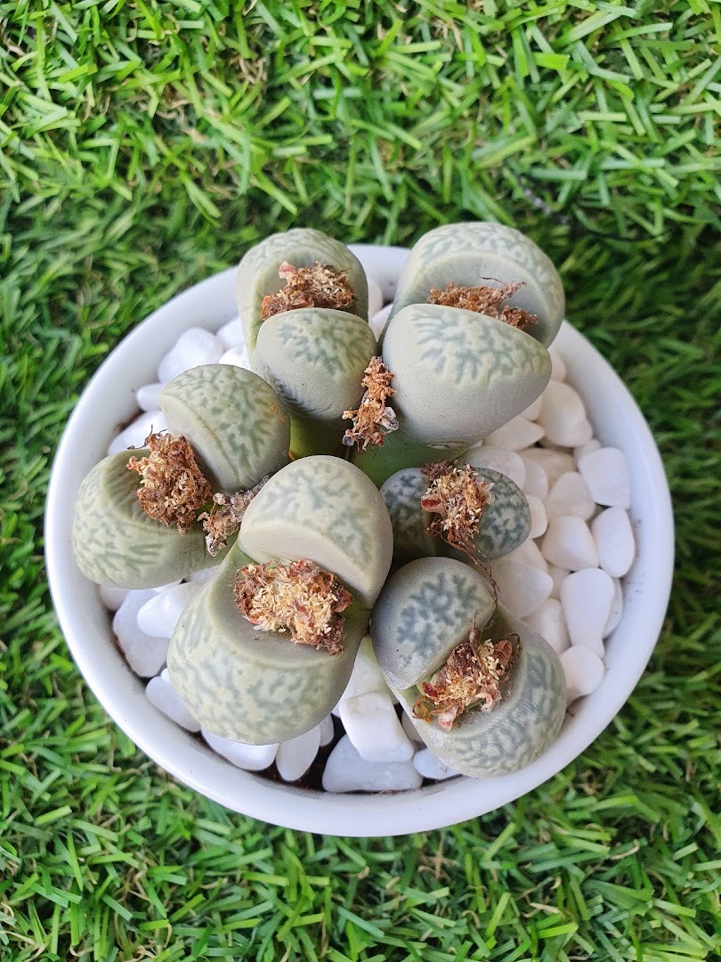 A close-up of unique Lithops succulents in a white pot with decorative stones on a green grass background.
