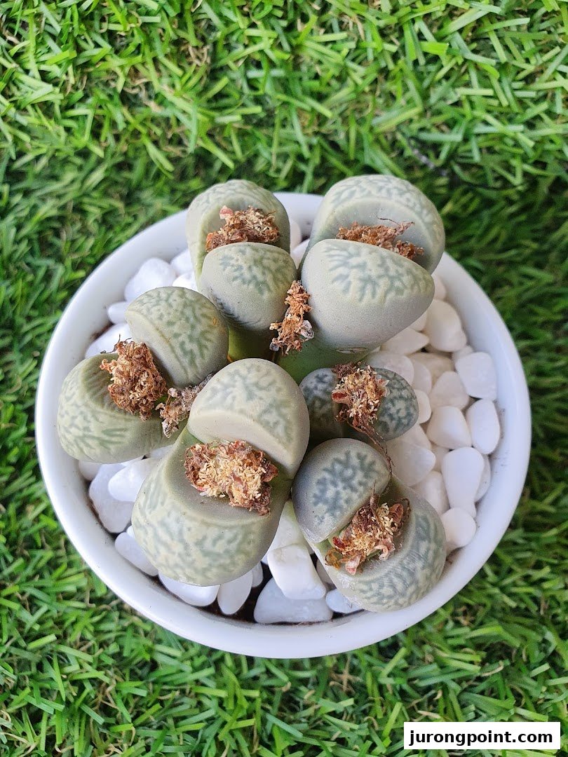 A close-up of unique Lithops succulents in a white pot with decorative stones on a green grass background.