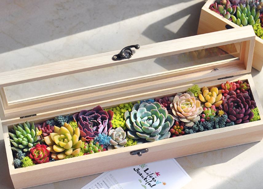 A wooden box showcasing a vibrant, diverse arrangement of colorful succulents and green moss.