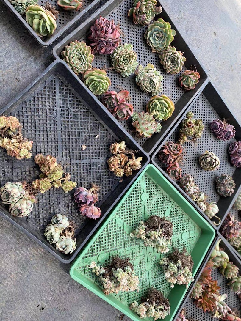 Trays of vibrant, diverse succulents are displayed, ready for new homes.