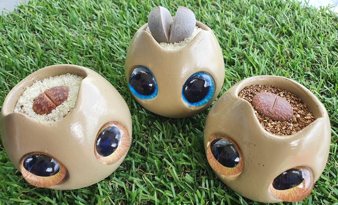 Three unique, eye-adorned planters holding 'living stone' succulents, displayed on artificial grass.