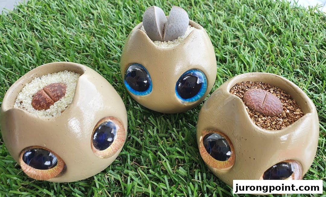 Three unique, eye-adorned planters holding 'living stone' succulents, displayed on artificial grass.