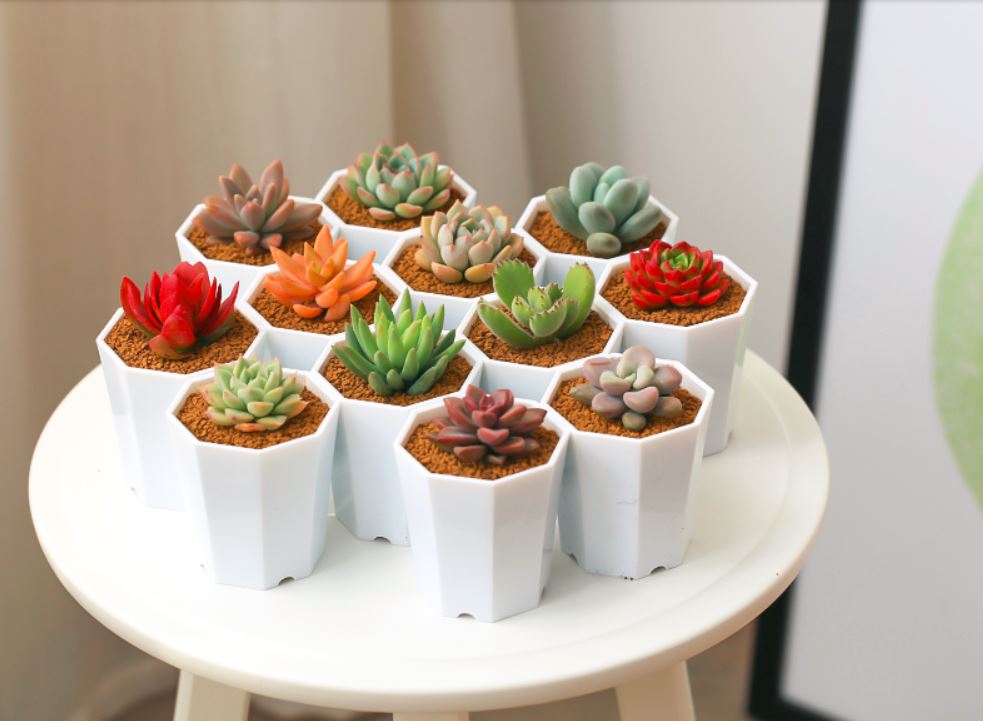 A vibrant collection of small succulents in white hexagonal pots displayed on a white table.