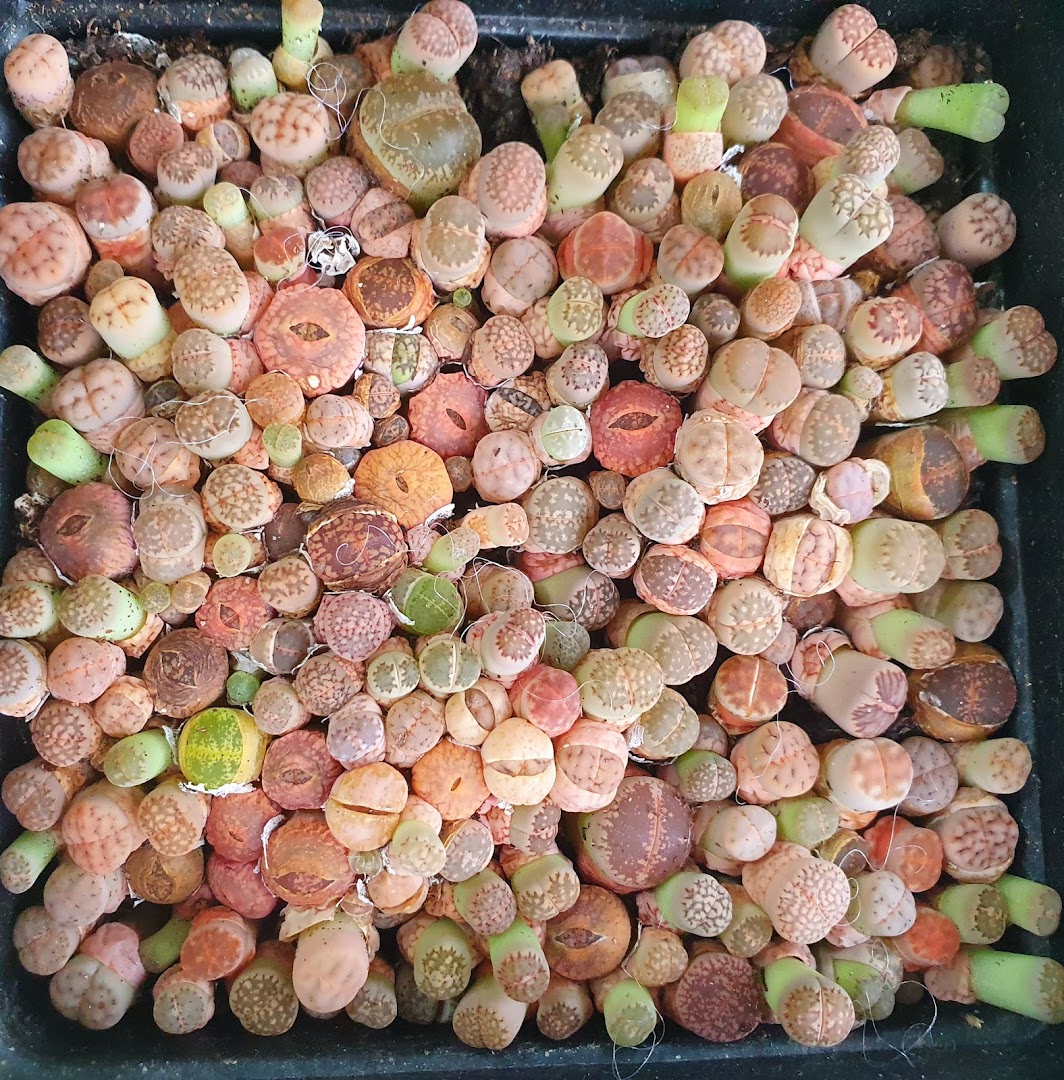 A vibrant collection of colorful Lithops (living stone) succulents in a planter.