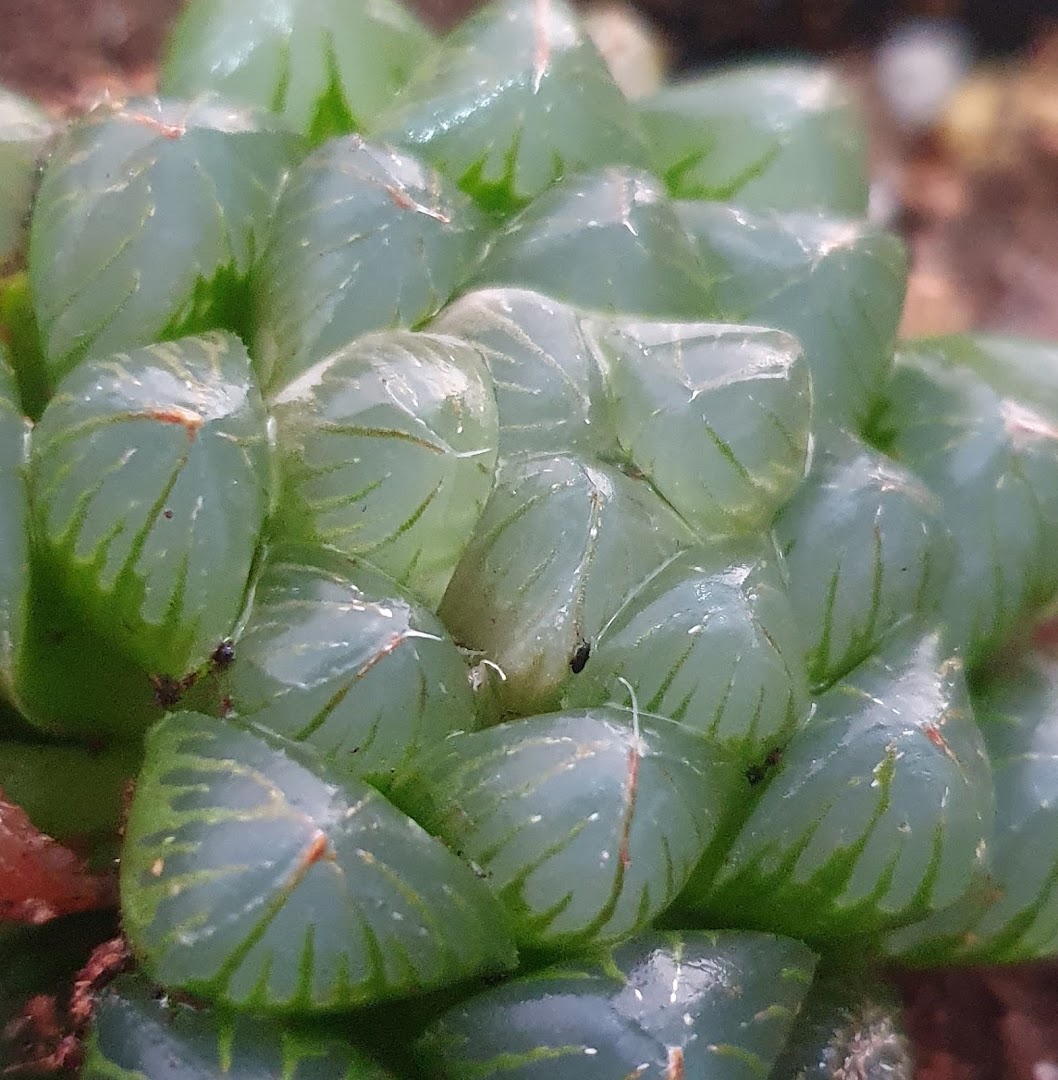 A close-up of a vibrant, translucent green succulent plant with intricate patterns.
