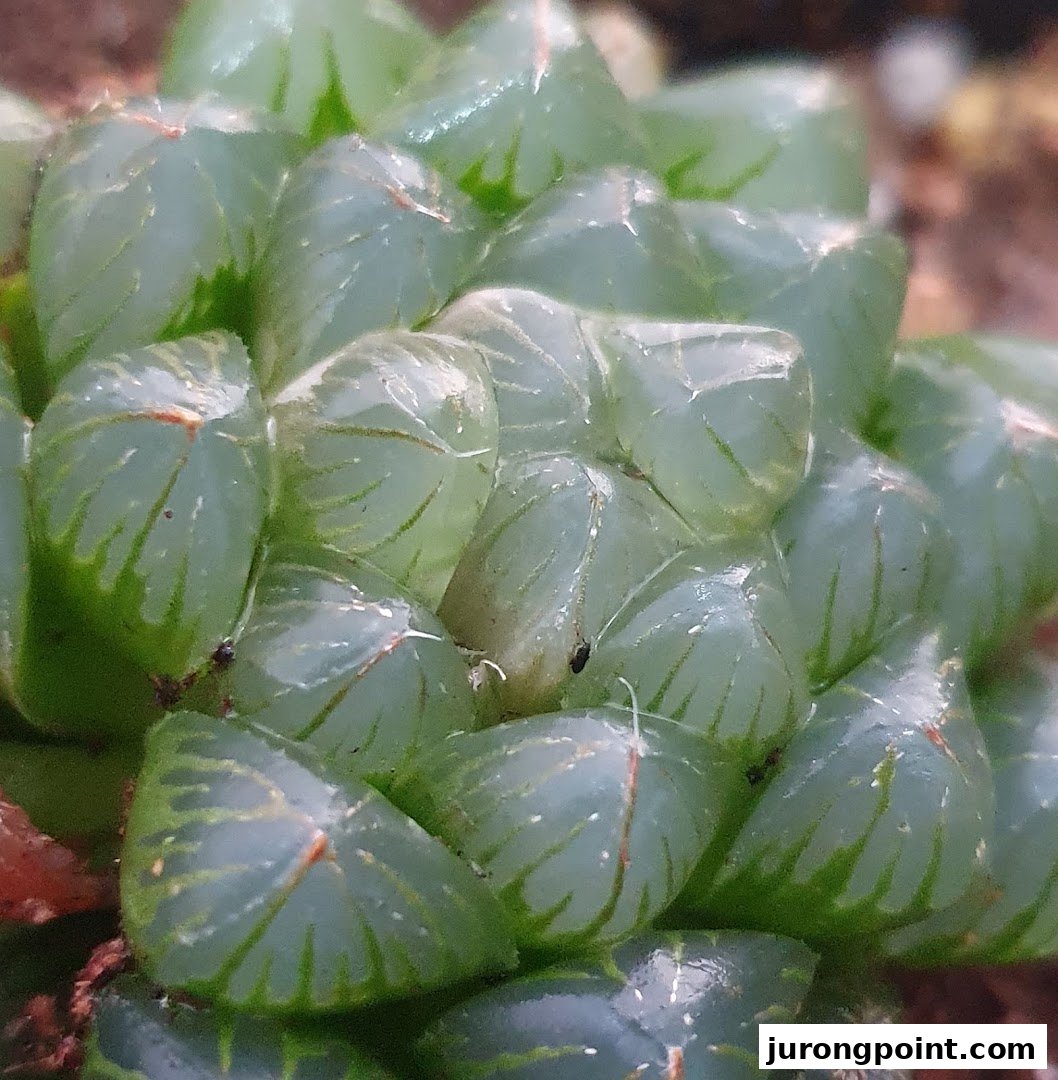 A close-up of a vibrant, translucent green succulent plant with intricate patterns.
