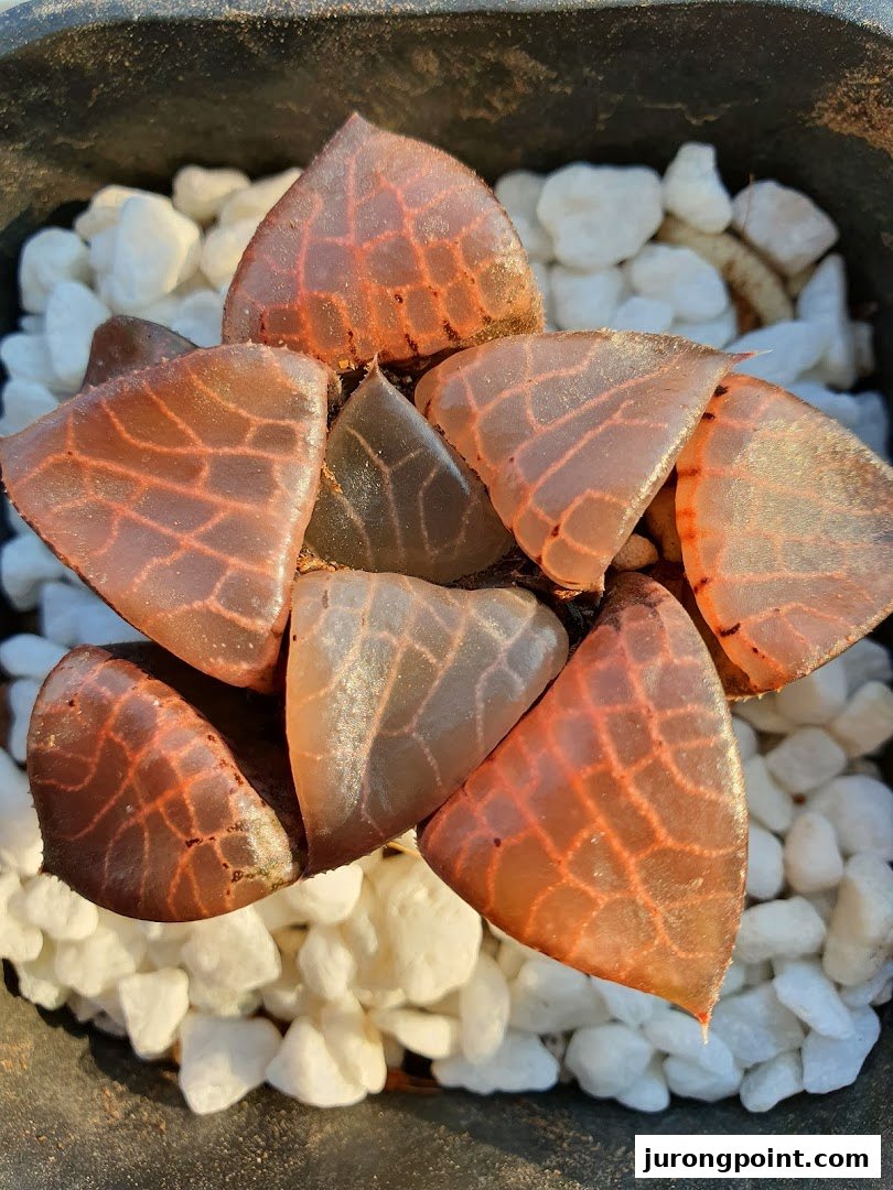 A close-up of a unique translucent succulent plant with intricate patterns in a pot.