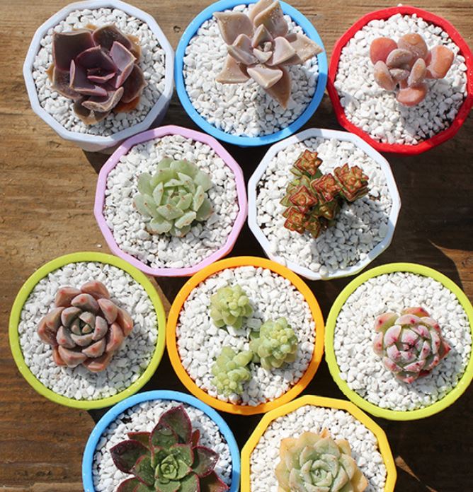 A vibrant collection of potted succulents in colorful planters filled with white pebbles.