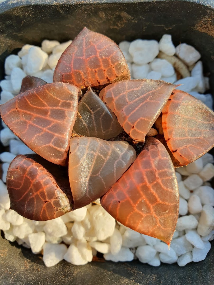 A close-up of a unique translucent succulent plant with intricate patterns in a pot.