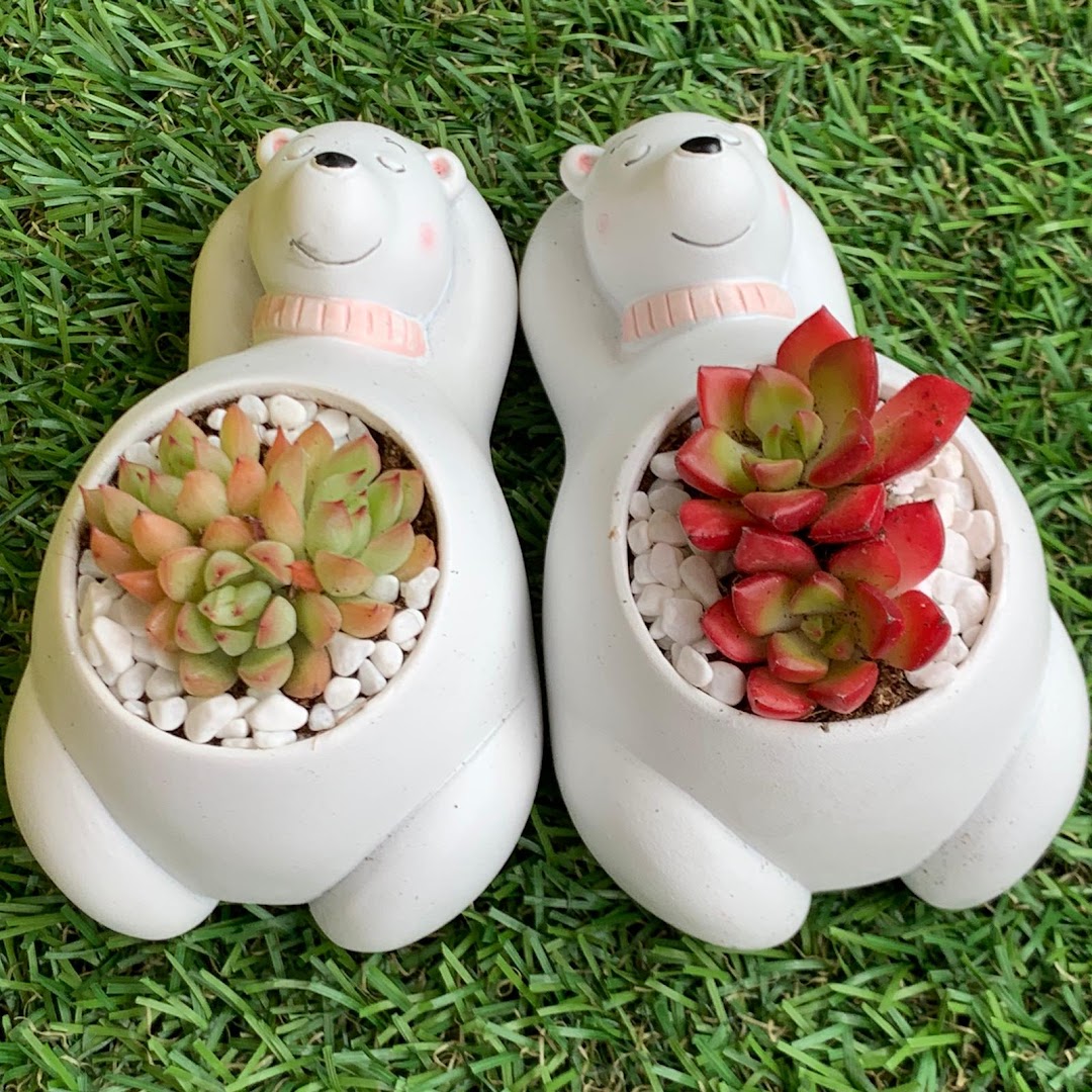 Two adorable bear planters with vibrant succulents on a green grass background.