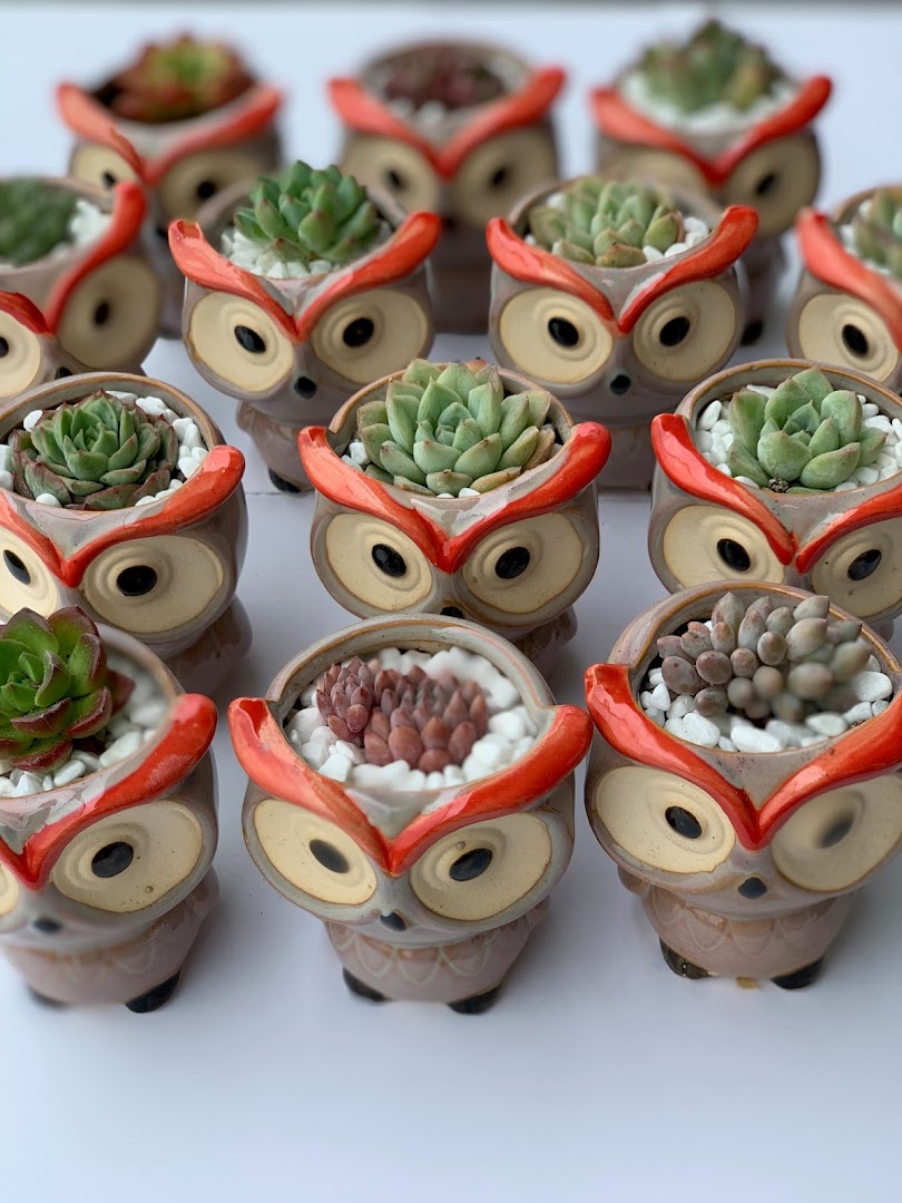 A collection of small succulent plants in adorable owl-shaped ceramic pots.