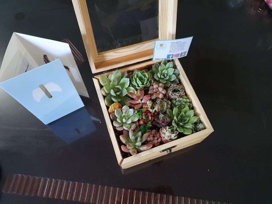 A beautiful wooden box arrangement of diverse succulents with a care guide and gift bag.