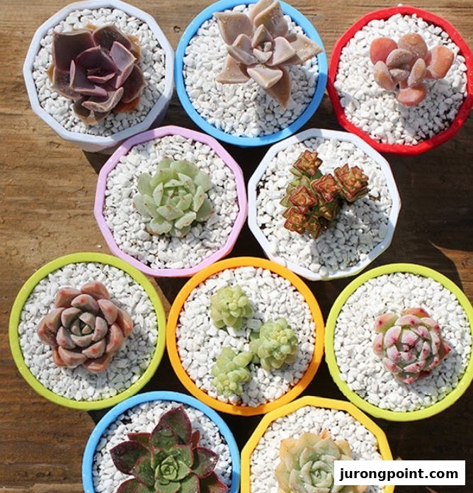 A vibrant collection of potted succulents in colorful planters filled with white pebbles.
