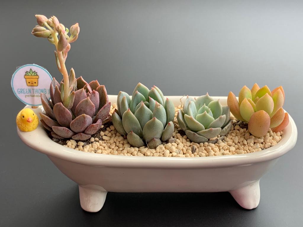 A charming arrangement of colorful succulents in a unique bathtub-shaped planter with a small duck figurine.