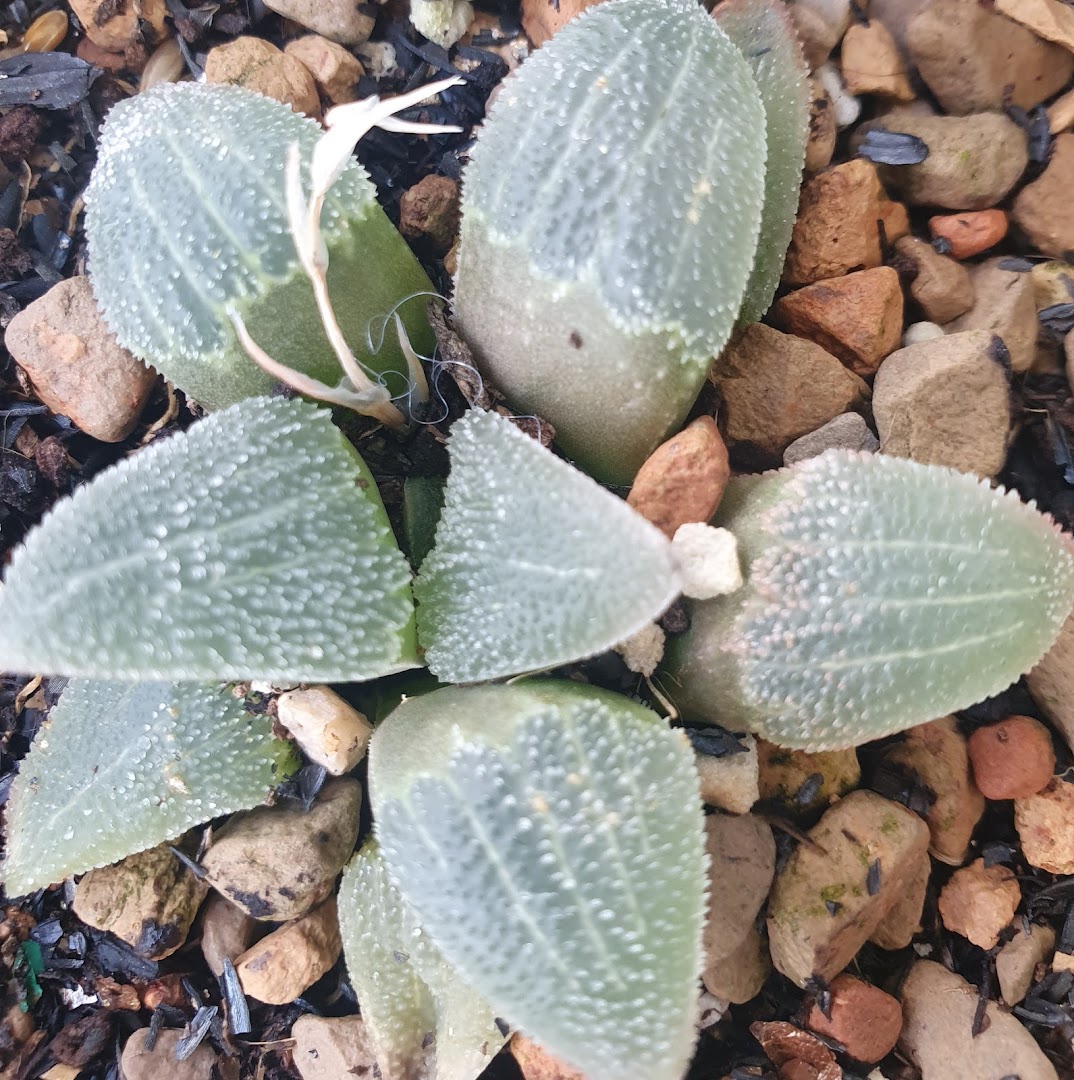 A close-up of a unique succulent plant with textured, light green leaves nestled among small stones.