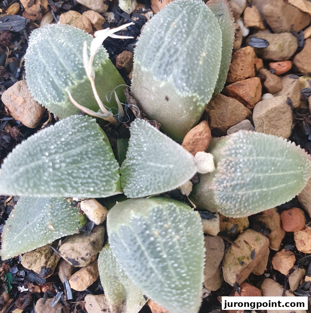 A close-up of a unique succulent plant with textured, light green leaves nestled among small stones.