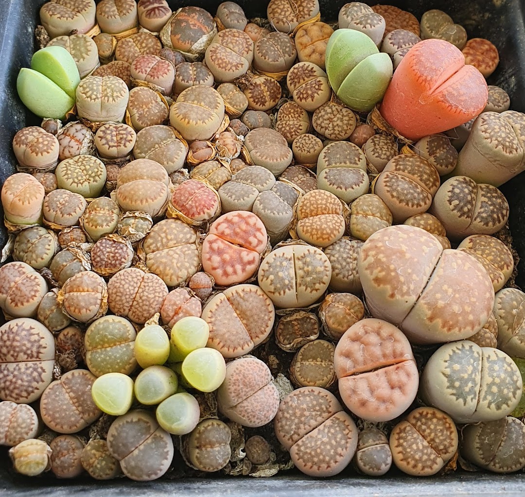 A vibrant collection of colorful Lithops (living stone) succulents in various shapes and patterns.
