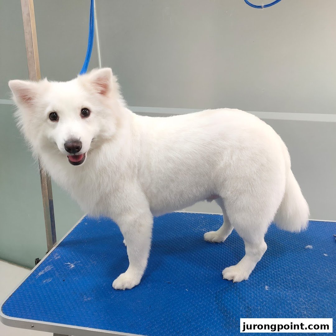 A happy white dog stands on a blue grooming table, freshly groomed at Pets Station.