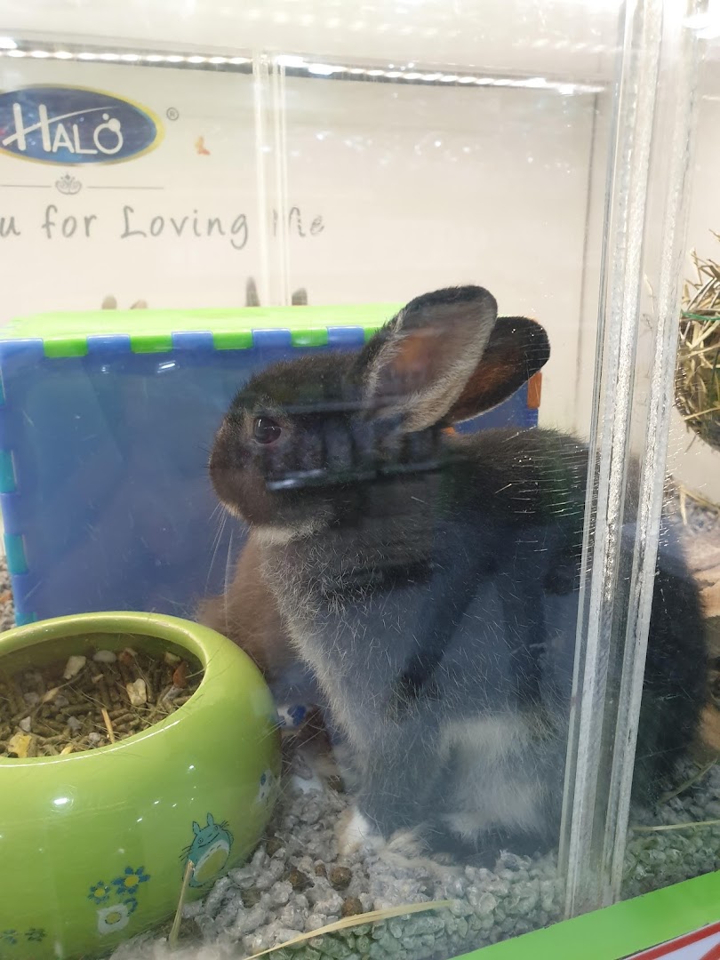 Pets Station image 8