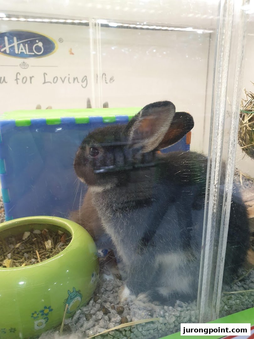 Pets Station image 8