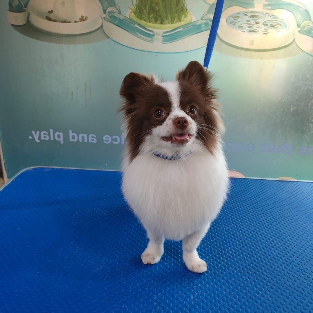 A happy, well-groomed brown and white dog stands on a blue mat at Pets Station.