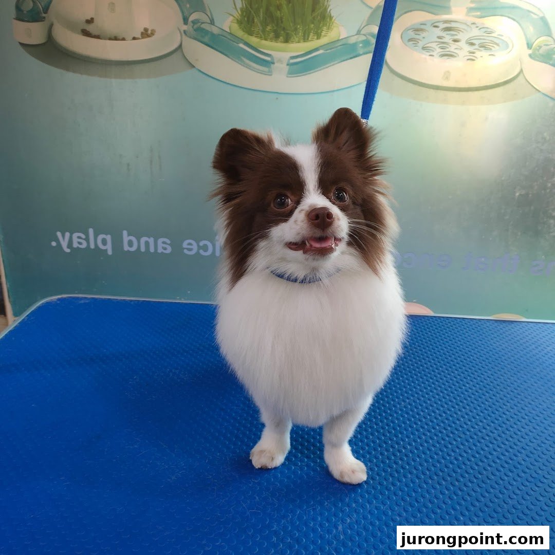 A happy, well-groomed brown and white dog stands on a blue mat at Pets Station.