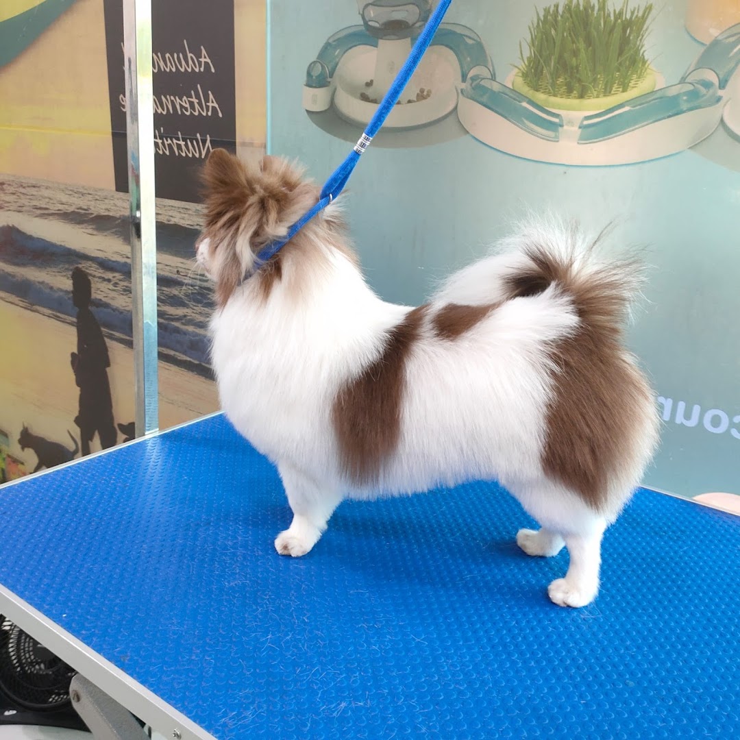 A fluffy brown and white dog stands on a blue grooming table at Pets Station.