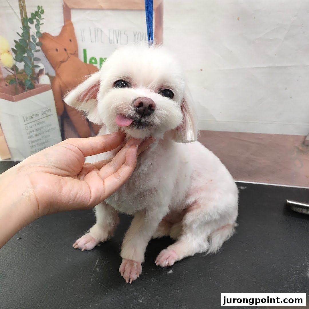 A freshly groomed white dog with its tongue out, being petted at Pets Station.