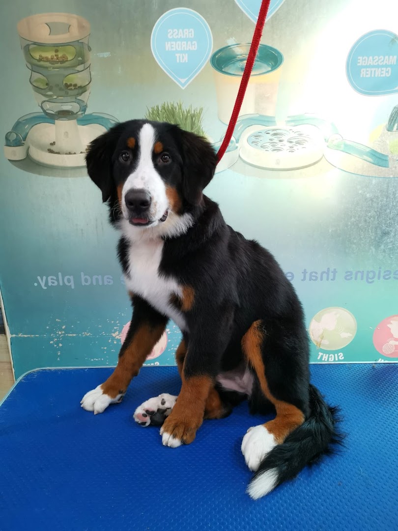 A happy Bernese Mountain Dog puppy sits on a blue grooming table at Pets Station.