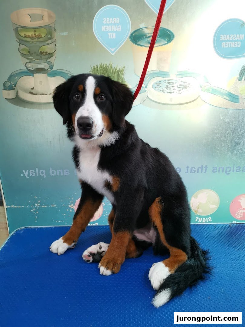 A happy Bernese Mountain Dog puppy sits on a blue grooming table at Pets Station.