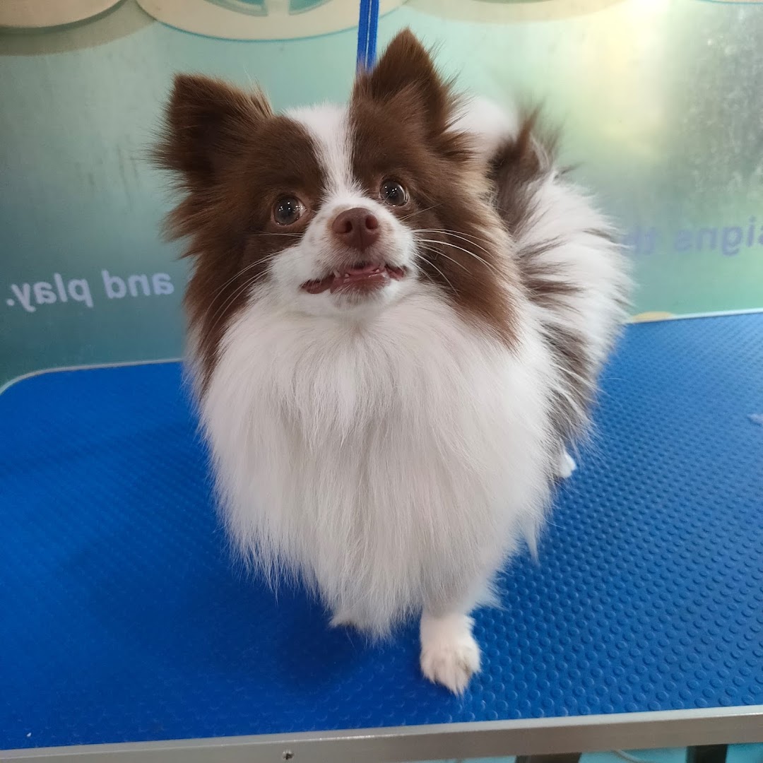 A fluffy brown and white dog with an expressive face stands on a blue grooming table.